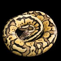 pitone palla -python regius