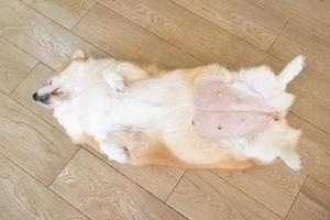 corgi sdraiato a pancia in giù. ritratto di un corgi divertente foto