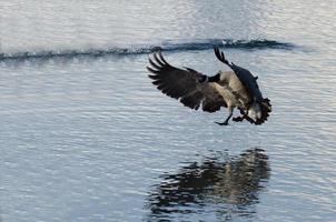 Canada Goose atterraggio sul lago d'inverno foto