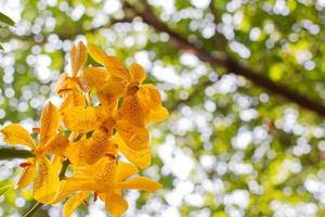 le orchidee gialle fioriscono su una priorità bassa bianca e verde del bokeh fuoco selettivo, spazio della copia. foto