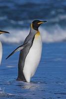 re pinguino (aptenodytes patagonicus) che emerge dal mare nella Georgia del sud foto