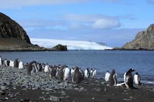 eselspinguine in der antarktis foto