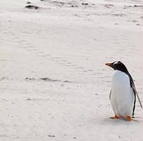 pinguino di Gentoo