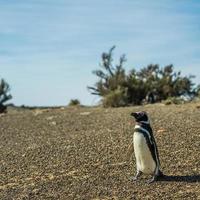 pinguino in patagonia foto