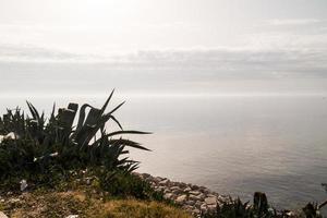 agave sulla costa rocciosa foto