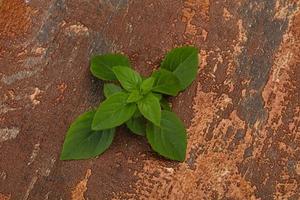 foglie di basilico verde fresco - per cucinare foto