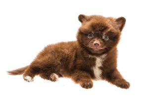 cucciolo di spitz di Pomerania foto