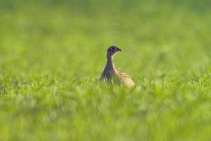 un giovane pollo fagiano in un prato foto