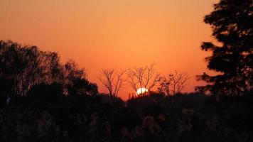 la splendida vista del tramonto nella foresta con la calda e colorata luce del sole del tramonto foto