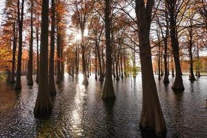 la splendida vista sulla foresta sull'acqua in autunno foto