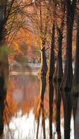 la splendida vista sulla foresta sull'acqua in autunno foto