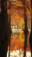 la splendida vista sulla foresta sull'acqua in autunno foto