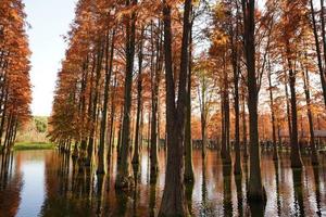 la splendida vista sulla foresta sull'acqua in autunno foto