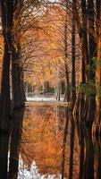 la splendida vista sulla foresta sull'acqua in autunno foto