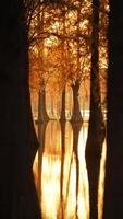 la splendida vista sulla foresta sull'acqua in autunno foto