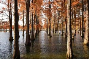 la splendida vista sulla foresta sull'acqua in autunno foto