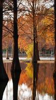 la splendida vista sulla foresta sull'acqua in autunno foto