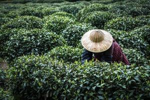 ogni anno in primavera l'uso femminile raccoglie le foglie di tè verde con le dita in una piantagione di tè per il miglior prodotto e le foglie di tè fresche selezionate naturali nella fattoria del tè verde a Hangzhou in Cina. foto