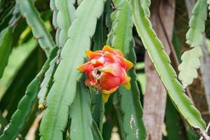 frutto del drago nel giardino foto