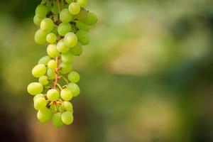 grappoli d'uva da vino bianco foto