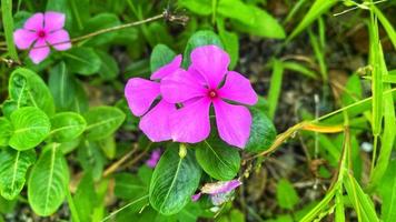 bellissimi fiori che sbocciano nel giardino foto