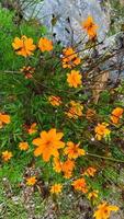 bellissimi fiori che sbocciano nel giardino foto