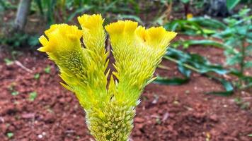 bellissimi fiori che sbocciano nel giardino foto