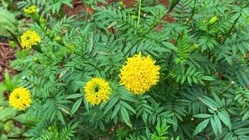 bellissimi fiori che sbocciano nel giardino foto