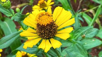 bellissimi fiori che sbocciano nel giardino foto