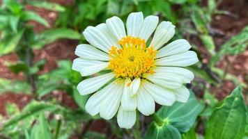 bellissimi fiori che sbocciano nel giardino foto