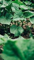 foglie di piante di cetriolo che crescono in giardino, piantine nel giardino del contadino foto