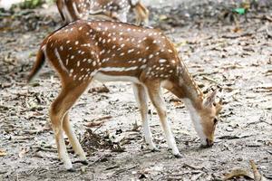 cervi che vagano in un parco di riserva naturale foto