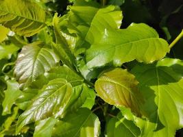 foglie verdi di un giovane pioppo. paesaggio estivo con tempo soleggiato. foto