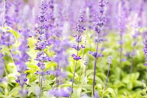 selettiva di fiori di lavanda e sfondo sfocato morbido. foto