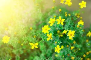 primo piano di fiori colorati a stella gialla con natura leggera e foglia verde, sfondo di copertura. foto