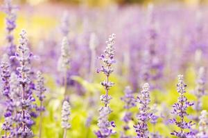 fiori di lavanda colorati in giardino foto