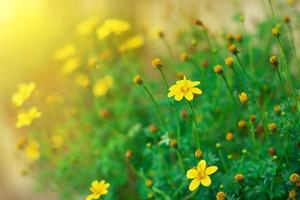 primo piano di fiori colorati a stella gialla con natura leggera e foglia verde, sfondo di copertura. foto