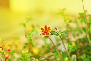 primo piano di fiori colorati a stella gialla con natura leggera e foglia verde, sfondo di copertura. foto