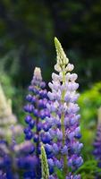 lupino di fiori selvatici visto vicino alla strada dell'autostrada trans canada, nova scotia, canada foto