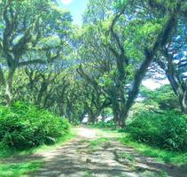 banyuwangi, jawa timur, indonesia, 2019 - il turismo di djawatan benculuk è una foresta protetta a banyuwangi foto