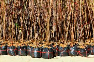 molti alberelli nella borsa nera per la preparazione crescono nella foresta o vendono al mercato. foto