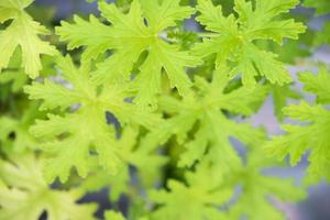 modello vegetale. primo piano di foglie di pelargonium citrodorum. foto