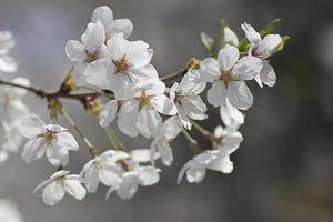 fiore di ciliegio in primavera foto
