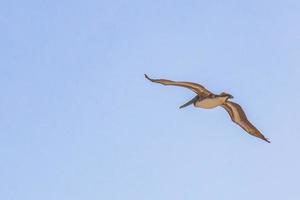 uccello pellicano volante con sfondo blu cielo isola di holbox in messico. foto