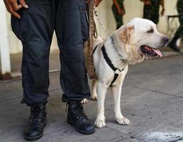 cane poliziotto in servizio, trovando la bomba nell'evento. foto