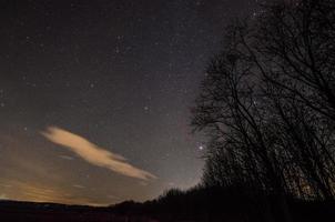 foresta e cielo stellato foto