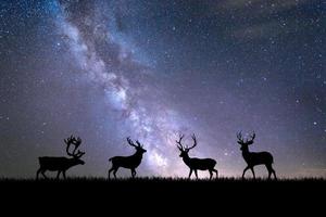 sagome di cervi in un bel prato chiaro. concetto di fauna selvatica in natura foto