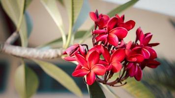 bel colore rosso del petalo del frangipani, bouquet di fiori di plumeria con sfondo verde naturale foto