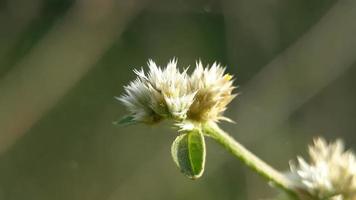 fiore che sboccia al mattino in giardino foto