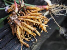 boesenbergia rotunda, kaempferia cochinchinensis gagnep, curcuma rotunda, boesenbergia pandurate, kaempferia ovata roscoe, kaempferia pandura cibo vegetale erba tailandese su legno, covid19 coronavirus foto